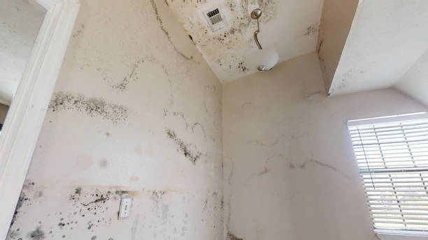 Best Biohazard Mold Removal  in Bolivar, OH