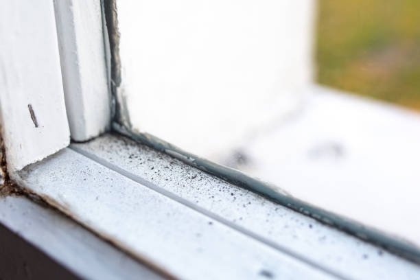 Reliable Bolivar, OH Mold Removal Solutions