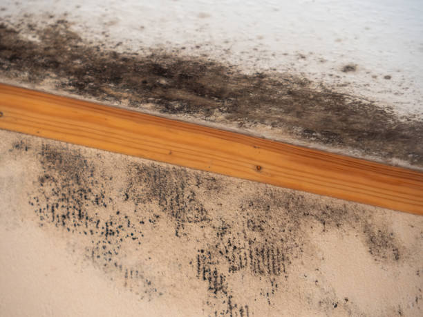 Best Mold Damage Restoration  in Bolivar, OH