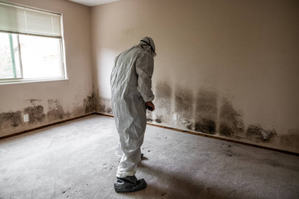 Best Forensic Mold Investigation  in Bolivar, OH
