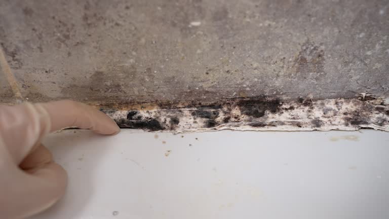 Best Black Mold Removal  in Bolivar, OH